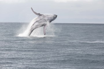 Naklejka premium Saludo de la Ballena