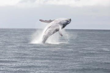 Saludo de la Ballena