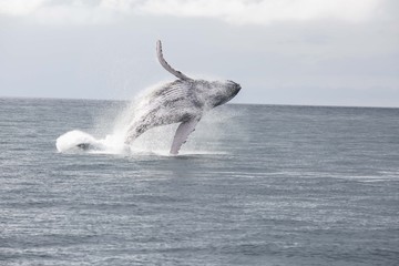Naklejka premium Saludo de la Ballena