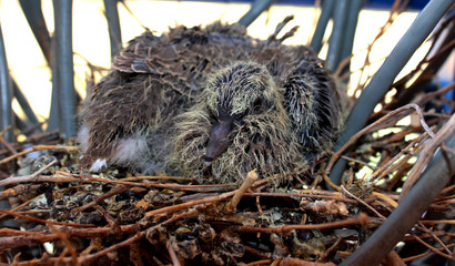 new born bird