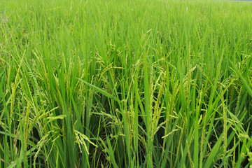 Rice produce grains, green full image area
