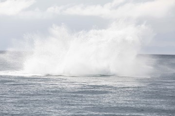 Saludo de la Ballena