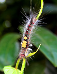 caterpillar on a leaf