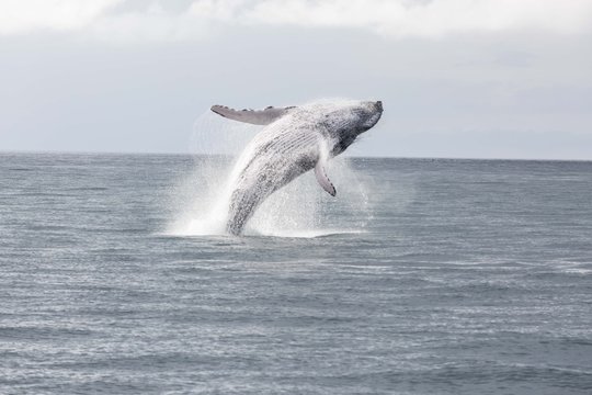 Saludo De La Ballena