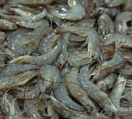 shrimps for sell