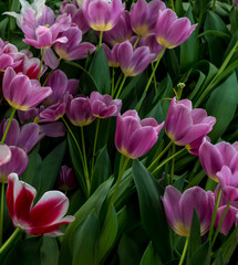 Netherlands,Lisse, a close up of a flower