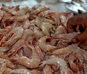 pink prawns for sell
