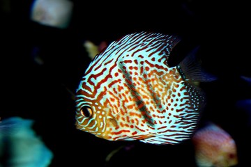 symphysodon discus fish