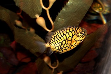 black and gold color fish