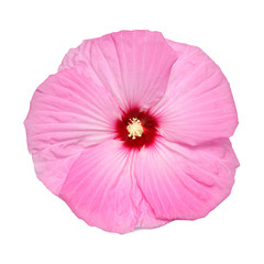 Pink hibiscus flower isolated on white background. Flat lay, top view