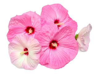 Pink hibiscus flowers isolated on white background. Flat lay, top view