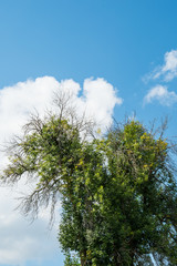 Obraz premium horse farm