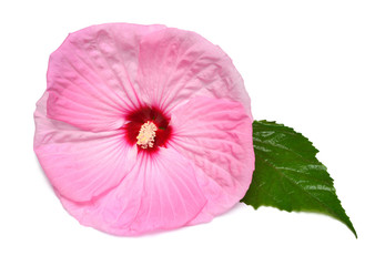 Pink hibiscus flower with leaf isolated on white background. Flat lay, top view