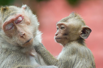 可愛いサル