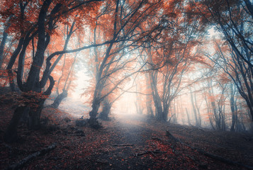 Beautiful fairy forest in fog in autumn. Colorful landscape with enchanted trees with orange and...