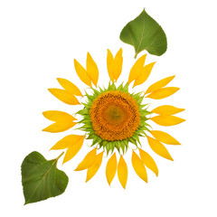 Obraz premium Creative idea of the sun from a sunflower and petals with leaf. Yellow flower and core. Flat lay, top view