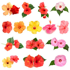 Collection of colored hibiscus flowers with leaves isolated on white background.