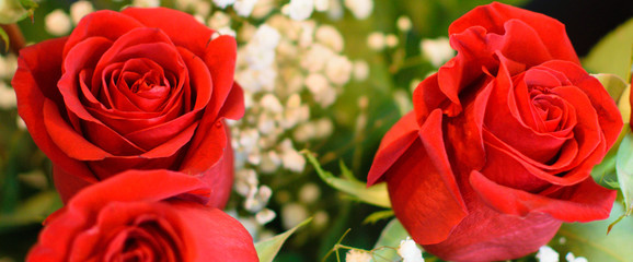 Rose Flowers Upclose