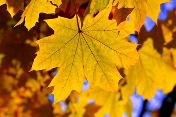 Beautiful yellow maple leaf against the sky. Autumn sunny day