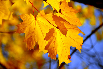 Naklejka na ściany i meble Beautiful yellow maple leaf against the sky. Autumn sunny day