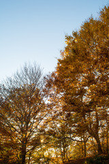Fall season at the Montseny in Catalonia, Spain.