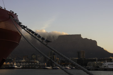 Seagulls Perched On A Mooring Line In Cape Town Harbor With Table Mountain In The Background