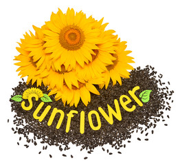 Creative idea flower of a sunflower and seeds isolated on white background. Lettering with yellow...