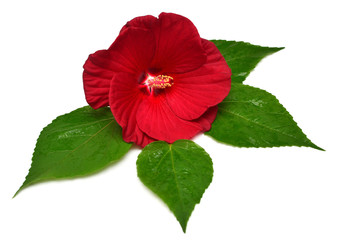 Red hibiscus flower with leaf isolated on white background. Flat lay, top view