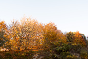 Fototapeta premium Fall season at the Montseny in Catalonia, Spain.