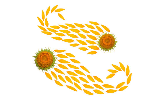 Creative idea flower of a sunflower and petals flying in the wind. Food, products. Core, seeds. Abstraction and wave. Floral pattern. Agricultural topics. Place for text. Flat lay, top view