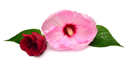 Obraz na płótnie Canvas Two hibiscus flowers of red and pink color with leaf isolated on white background. Flat lay, top view
