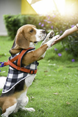 handshake between woman and dog - teamwork between girl dog