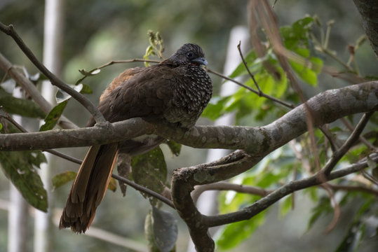 Speckled chachalaca