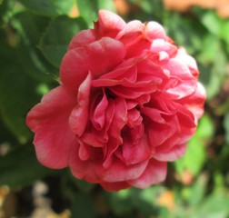 rosa roja en el jardín de la tía