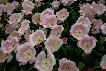 Netherlands,Lisse, a close up of a purple flower