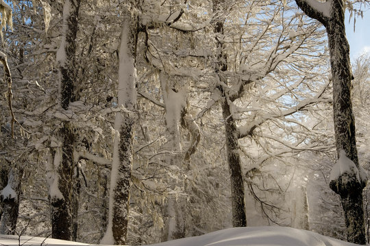 nieves en el bosque