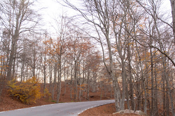 Fall season at the Montseny in Catalonia, Spain.