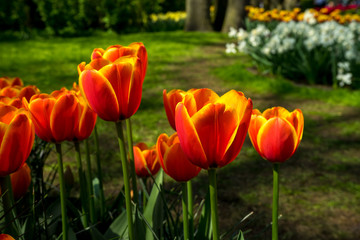 Netherlands,Lisse, CLOSE-UP OF TULIPS