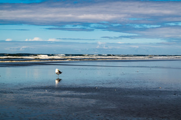 Fototapeta na wymiar Western gull on the beach of the Pacific Ocean at Ocean Shores, Washington