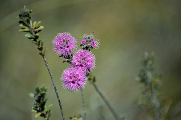 Pink flowers of the Australian native myrtle Kunzea capitata, family Myrtaceae, growing in heath in Royal National Park, Sydney, NSW, Australia. Spring flowering.