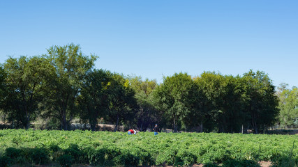 Picking Green Chiles