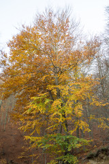 Fall season at the Montseny in Catalonia, Spain.