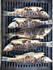 Roast Sea Bass fish on a natural firewood grill. Healthy ang organic lifestyle.