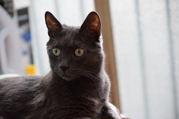 The muzzle of a smoky cat with yellowish green eyes.