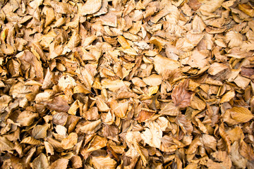 Autumnal leaves, brown and yellow tones