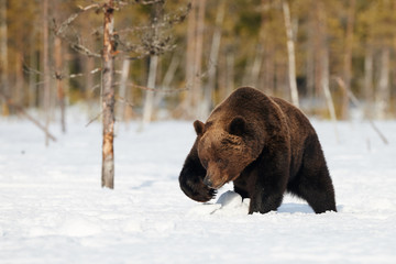 Brown bear walking in the snow