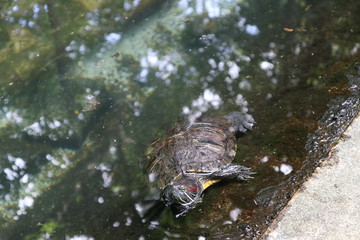 Turtle in La vanille crocodile park, Mauritius
