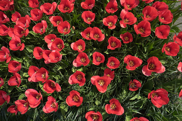 Fototapeta na wymiar Netherlands,Lisse, a red flower in a field