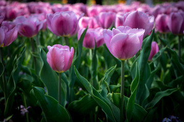 Netherlands,Lisse, a close up of a bunch of pink flowers