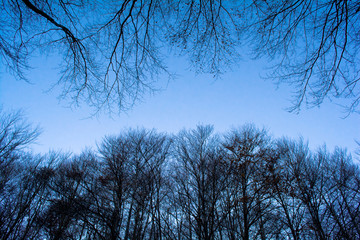 Enchanted forest at the Montseny in Catalonia, Spain.